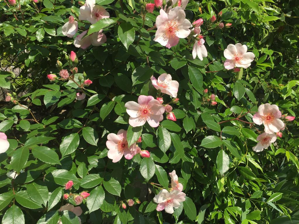 לודי Guesthouse Flora מראה חיצוני תמונה